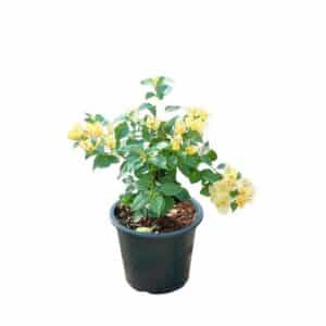 Bougainvillea Mini Thai Yellow In Pot 17cm