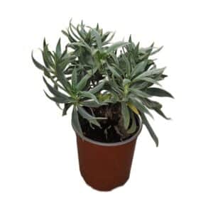 Echium Fastuosum in Pot 17cm