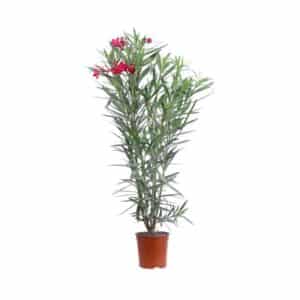Nerium Oleander Emile Sahut in Pot 17cm