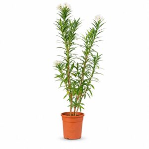 Nerium Oleander 'Soeur Agnes' White in Pot 17cm