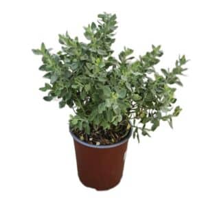 Salvia Africana Lutea (Beach Sage) in Pot 17cm