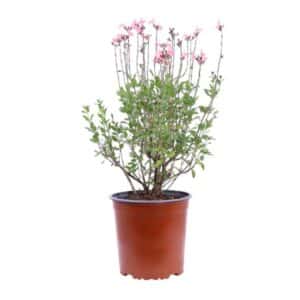 Salvia Jamensis 'La Siesta' in Pot 17cm