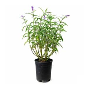 Salvia Leucantha (Mexican Bush Sage) in Pot 17cm
