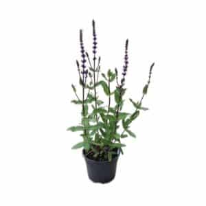 Salvia Nemorosa Caradonna in Pot 17cm