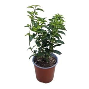 Viburnum Tinus 'Spirit' in Pot 17cm