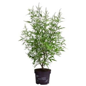 Vitex Agnus Castus Alba (Chaste Tree) in Pot 17cm