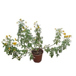 Cassia Corymbosa in Pot 24cm