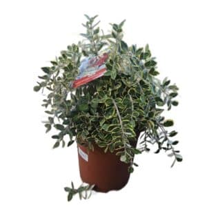 Metrosideros Excelsa Variegata in Pot 24cm