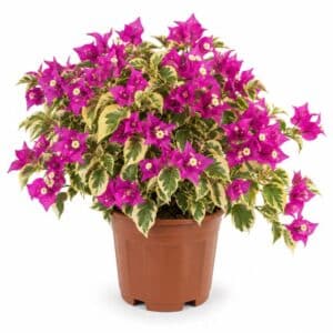 Bougainvillea Raspberry Ice In Pot 25cm