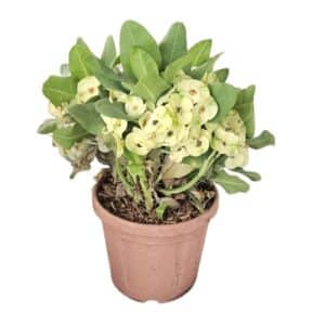 Euphorbia Lomi Variegata in Pot 25cm