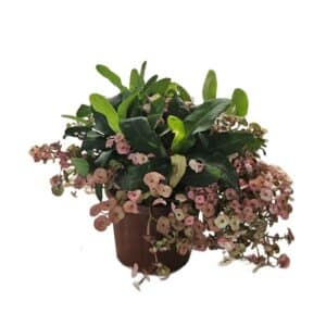 Euphorbia Lomi Fiori Rosso in Pot 25cm