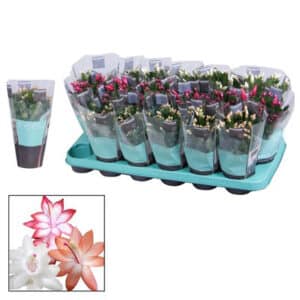 Schlumbergera in Pot 9cm