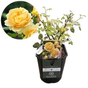 David Austin Rose 'Golden Celebration®'