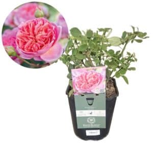 David Austin Rose 'Boscobel®'