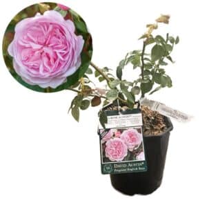 David Austin Rose 'Olivia Rose Austin®'