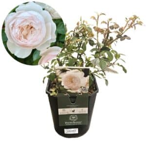 David Austin Rose 'Desdemona®'
