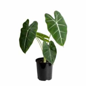 Alocasia Frydek in Pot 17cm