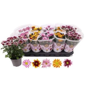 Chrysanthemum Indicum Splash Mix in Pot 12cm
