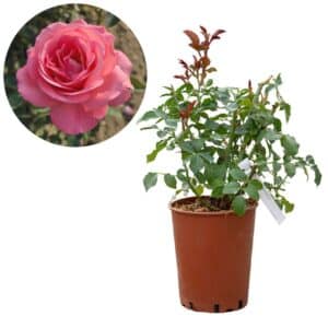 Rose 'Antonella'