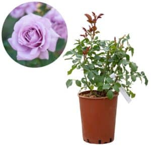 Rose 'Blue Woman'