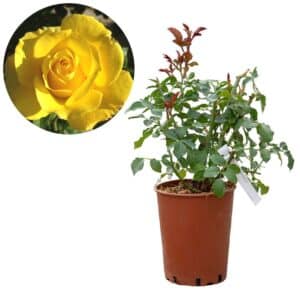 Rose 'Doriana'