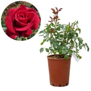 Rose 'Martina' Ecuadorian Rose