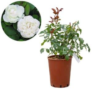 Rose 'Mariangela Melato®'