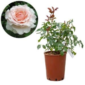 Rose 'Roberto Capucci®'