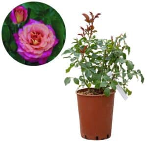 Rose 'Belle Epoque®'