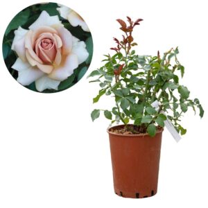 Rose 'Mokarosa®'
