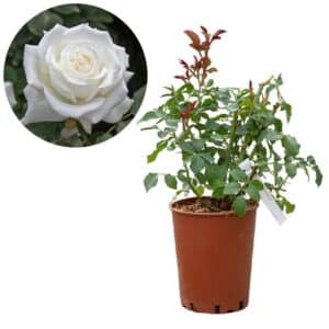 Rose 'Pope John Paul II®'