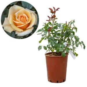 Rose 'Valencia®'