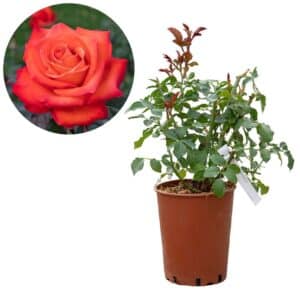 Rose 'Wildfire®'