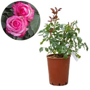 Rose 'Luisa Spagnoli®'