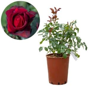 Rose 'Black Magic®' (Magia Nera)