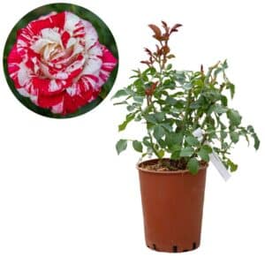 Rose 'Rock & Roll®'