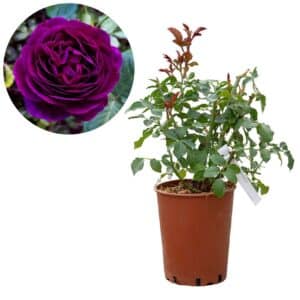 Rose 'Twilight Zone®'