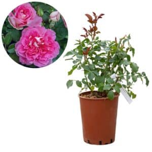 Rose 'Borneo Odore®'