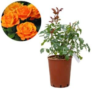 Rose 'Good As Gold®'
