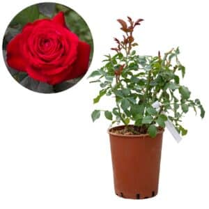 Rose 'Primo Bacio®'