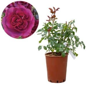 Rose 'Cardinale Carlo Maria Martini®'