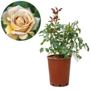 Rose 'Honey Dijon®'