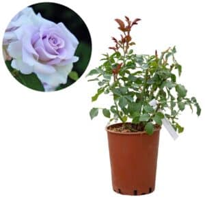 Rose 'Stainless Steel®'