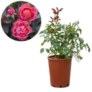 Rose 'Corail Gelee®'