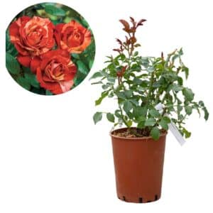 Rose 'Tropical Lightning®'