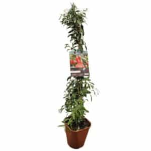 Goji Berry in Pot 18cm