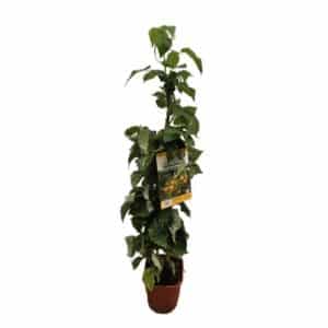 Raspberry 'Biancaneve' in Pot 18cm