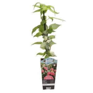 Raspberry 'Magda' in Pot 12cm