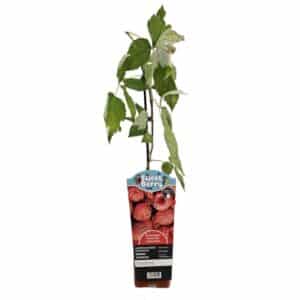 Raspberry 'Sansone' in Pot 12cm