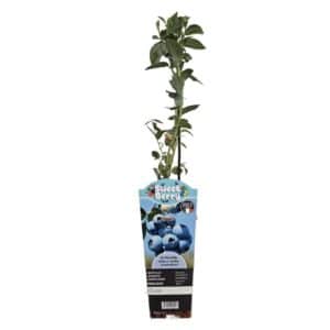 Blueberry 'Duke' in Pot 12cm